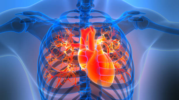 istock Human Circulatory System Heart Anatomy 2198103266