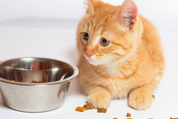 istock kitten and cat food 2198104557
