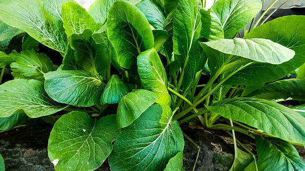 istock Thriving green mustard tree. Sawi hijau. 2198105014