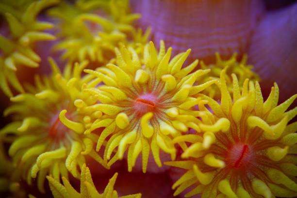 istock Vibrant Yellow Coral Polyps Close-Up 2198107244