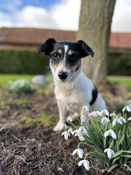 istock Jack Russell Dogs 2198107273