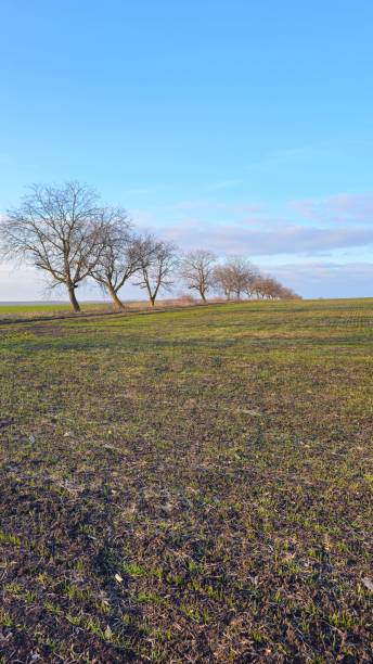 istock A grassy field with trees in the background 2198109534