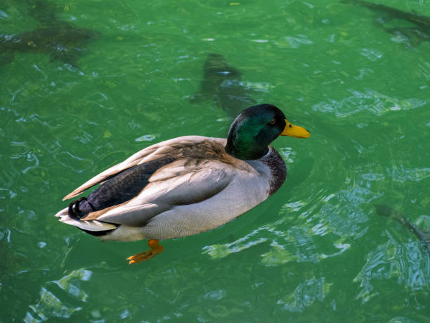 cute duck in the pond