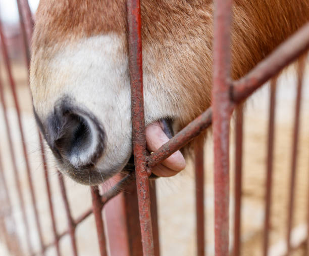 istock A horse is licking its nose with its tongue 2198109976