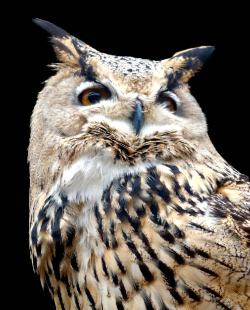 istock A large owl with a big eye stares at the camera 2198110019