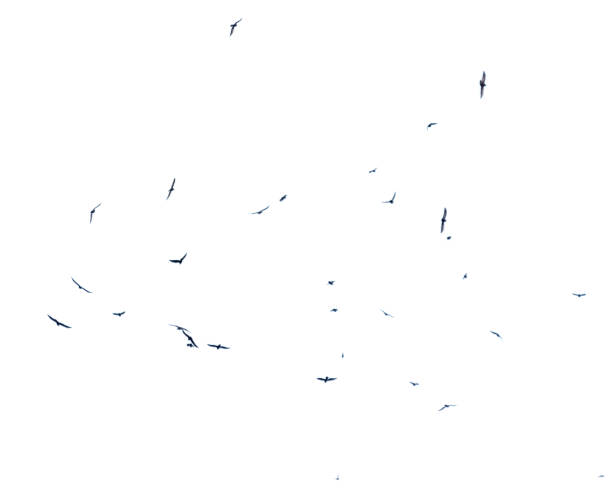 istock A flock of birds in flight isolated on a white background 2198110171
