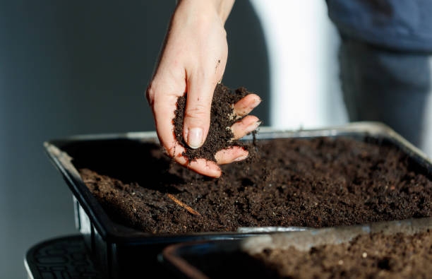 istock A person is planting a seed in a pot 2198110193