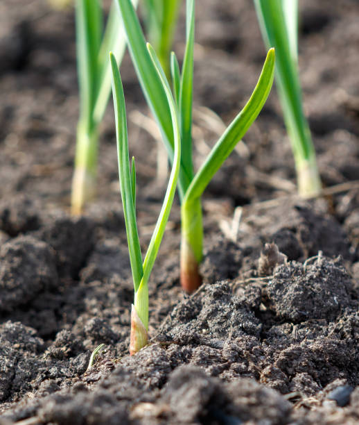 istock A few green plants are growing in the dirt 2198110263
