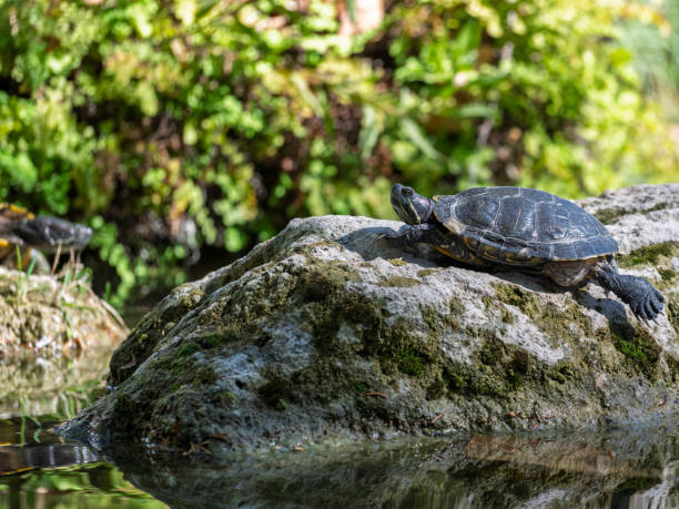 cute turtles in the pond