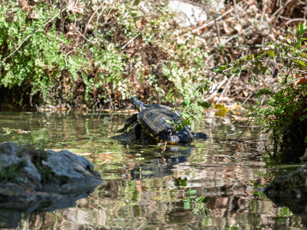 istock cute turtle in the pond 2198111033