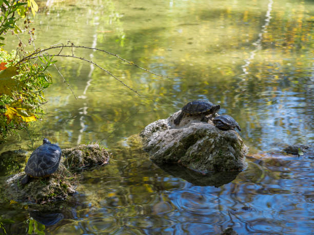 cute turtles in the lake