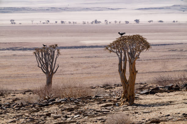 A quiver see in the savannah in Namibia, African landscape