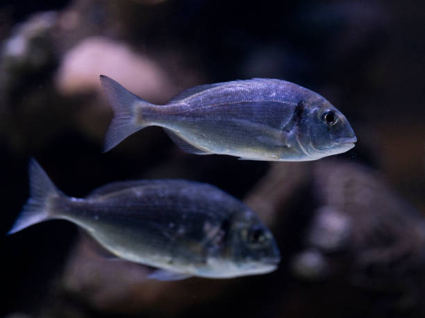 istock tropical fish in aquarium 2198113977