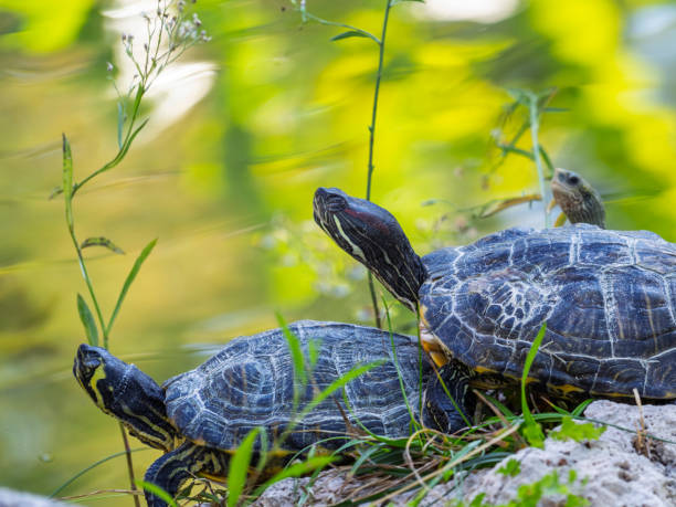 istock cute turtles in the pond 2198113986