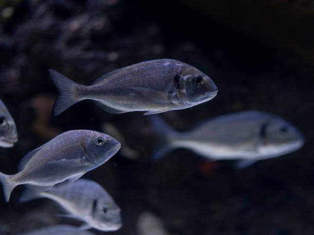 istock tropical fish in aquarium 2198114837