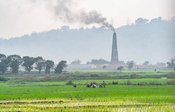 A brick factory chimney smokes as farmers work in an rice agricultural  field at Mayong village in Morigaon, India on 6 February 2025.