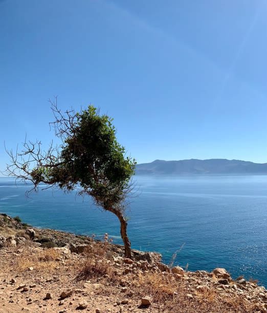 A lone tree on a rock against a blue sea, Crete, Greece.Mobile photography