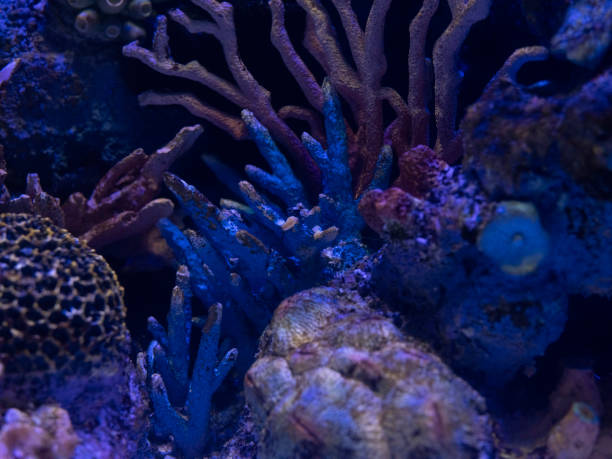colorful corals in tropical marine aquarium