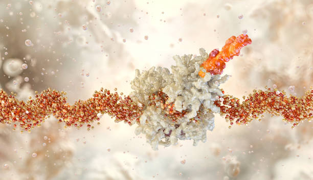 The mRNA strand carries genetic code. Cellular translation process. A ribosome synthesizes protein based on mRNA information. The ribosome decodes mRNA to form a protein chain. Molecular biology 3D illustration