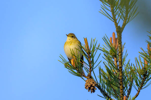 istock A Willow Warbler sitting on a twig 2198118477