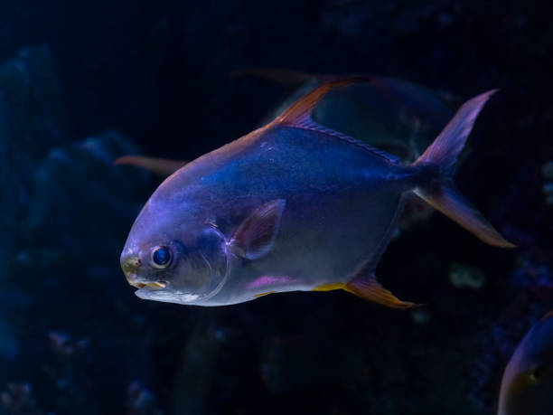 istock tropical fish in aquarium 2198118634