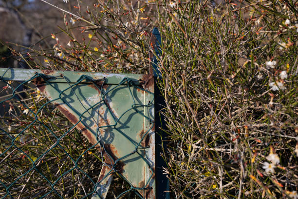 Winter impression: Rusty garden gate and a wildly overgrown hedge. Close-up, taken in February near Stuttgart, Germany.