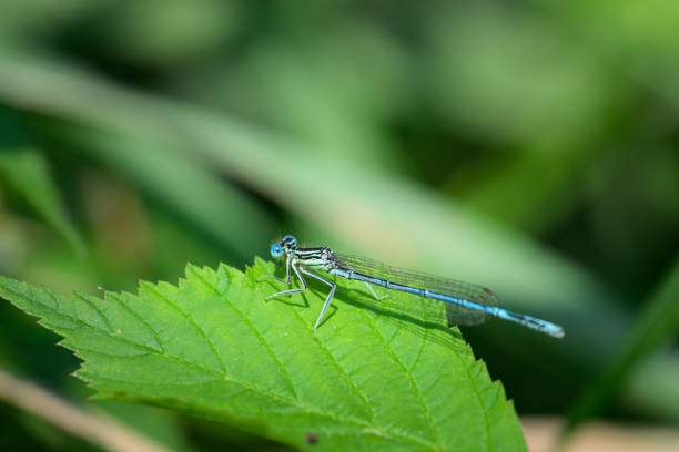 A blue featherleg damselfly (Platycnemis pennipes) resting on a plant, sunny day in summer