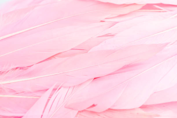 pink soft feather valentine romance love background wallpaper
