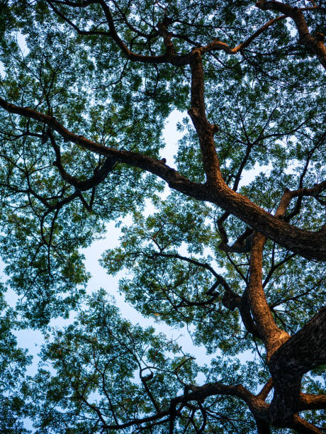istock Looking up Trees Branches and leaves blowing in the wind with blue sky. 2198118891