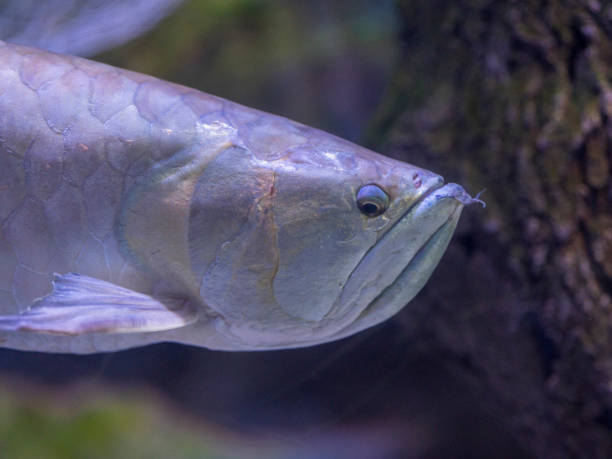 istock tropical fish in aquarium 2198119474