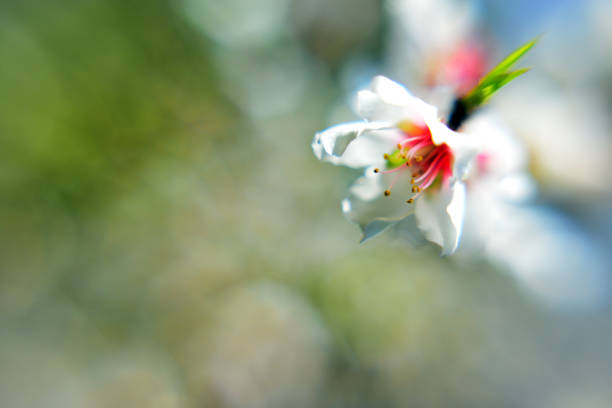 Petal, stamen, branch, a bit of green and light
