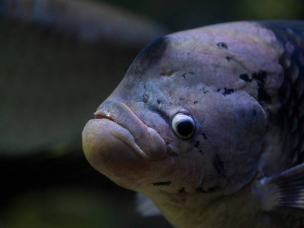 istock tropical fish in aquarium 2198120393
