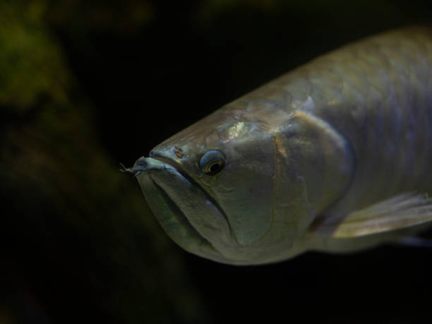 istock tropical fish in aquarium 2198120463