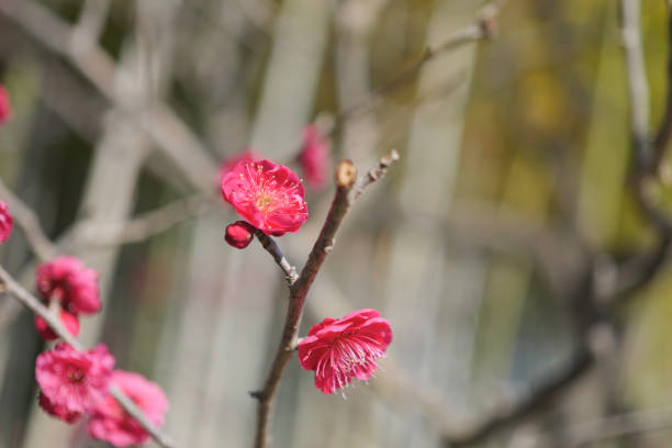 Pink Plum Blossoms With Morning Sunlight