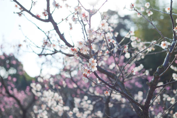 istock Plum blossoms rustling in the spring breeze 2198121100