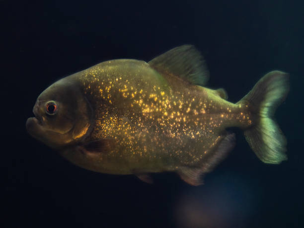 istock tropical fish in aquarium 2198121112