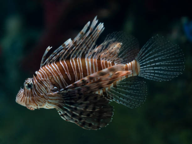 istock tropical fish in aquarium 2198121120