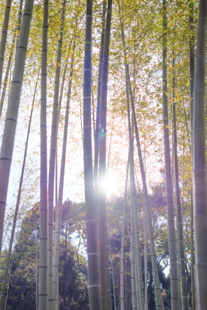 istock green bamboo forest in the daylight 2198121417