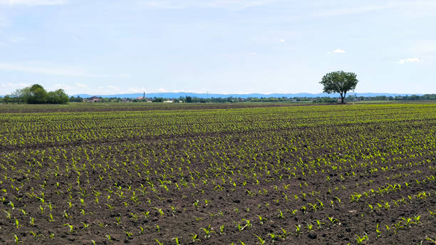 istock corn field in the spring with young plants growing in rows 2198122986