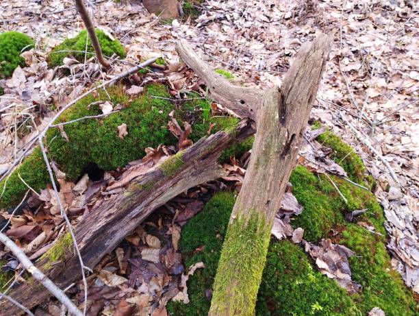 istock Old oak rotten branches on green moss in the forest. Forest natural background. Beautiful background in the forest. A pile of old rotten branches. 2198123022