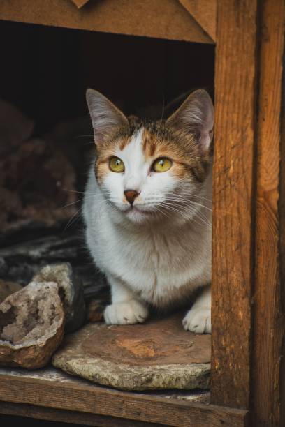 istock Curious cat peeking from wooden shelter 2198123540
