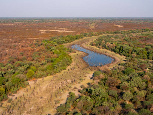 istock Dead trees at a waterhole in the Okavonago Delta in Botswana 2198123675