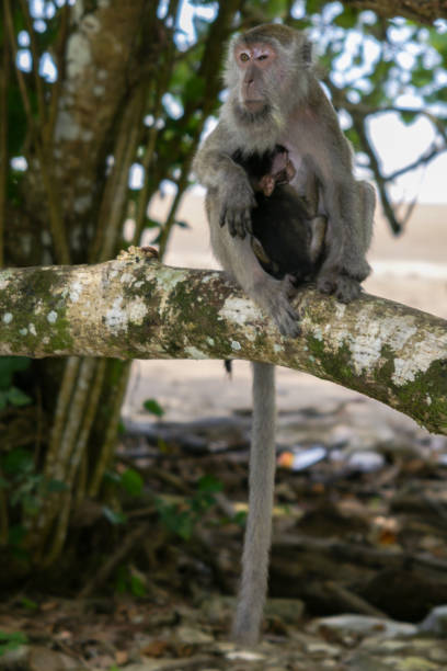 istock Long-tailed Macaque (Macaca fascicularis) sitting on a branch, female monkey sheltering her baby, Sarawak, Borneo 2198123828