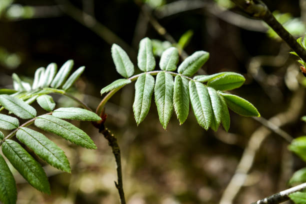 Close-up of fresh green rowan tree leaves in a forest setting, highlighting their delicate texture and vibrant hues