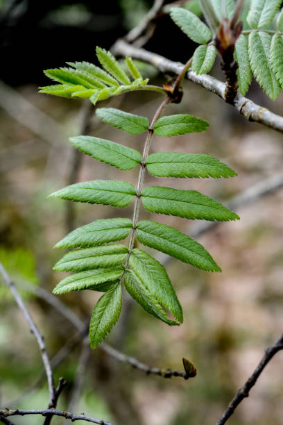 istock Close-up of fresh green rowan tree leaves in a forest setting, highlighting their delicate texture and vibrant hues 2198127072