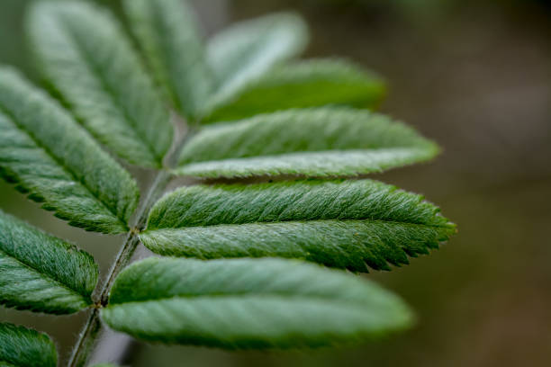Close-up of fresh green rowan tree leaves in a forest setting, highlighting their delicate texture and vibrant hues