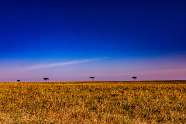 Single Acacia tree in the Serengeti national park Tanzania.