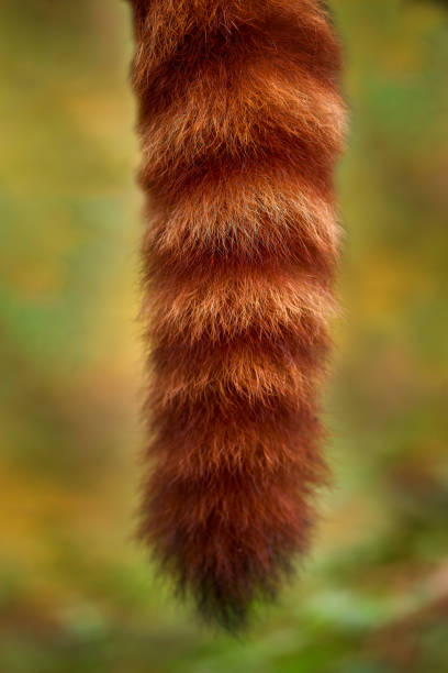Orange red panda tail. Red panda feeding tree fruit in Nepal. Panda lying on the tree with green leaves. Ailurus fulgens, red panda, detail face portrait of animal from Nepal mountain forest. Wildlife