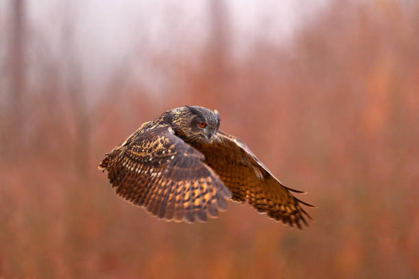 Autumn forest wildlife. Flying Eurasian Eagle Owl, Bubo bubo, with open wings in forest habitat, orange autumn trees in background. Bird flight.