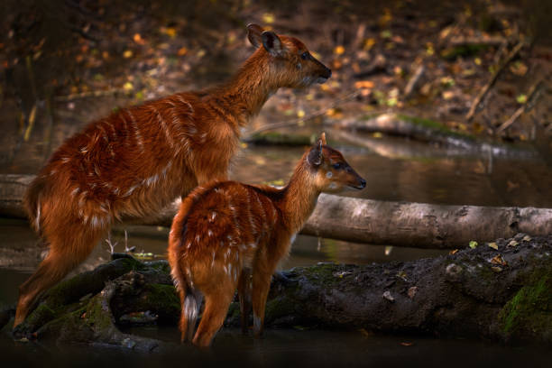 Moose calf, Alces alces, twins in summer, Quebec, Canada.